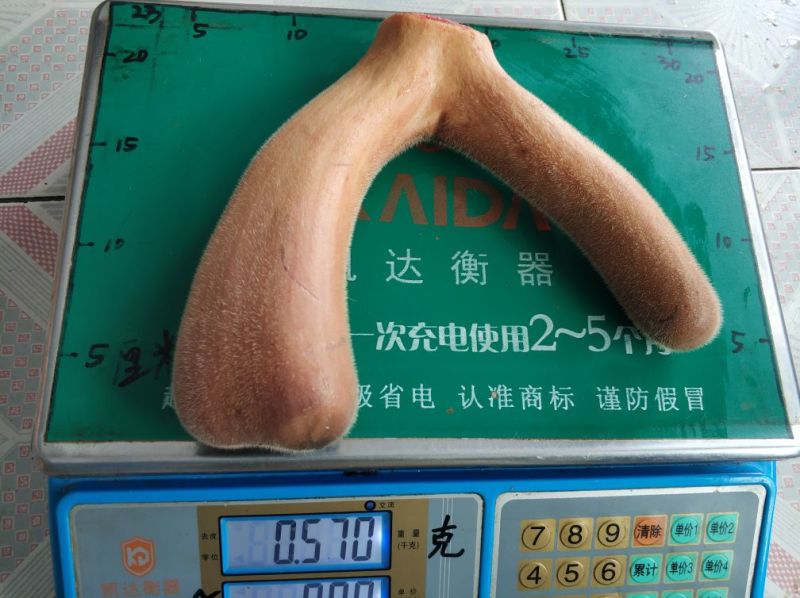 梅花鹿鲜鹿茸整只梅花鹿可以选图鲜鹿茸切连刀