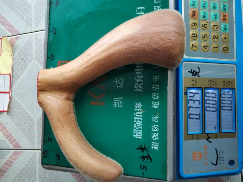 梅花鹿鲜鹿茸整只梅花鹿可以选图鲜鹿茸切连刀