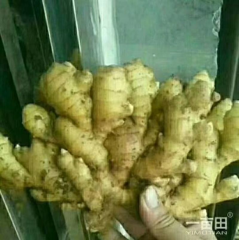 【拼实力】，精品黄姜产地一手货源货源充足！质量始终如一！