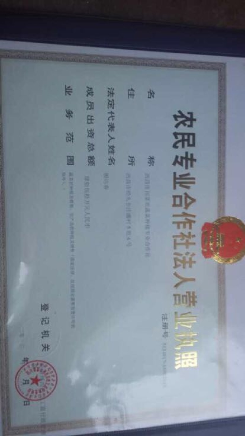 洋葱种子85%以上