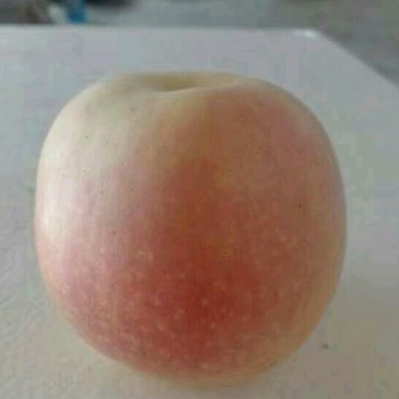 嘎啦苹果60mm以上膜袋