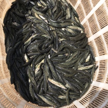 黑鱼苗人工养殖