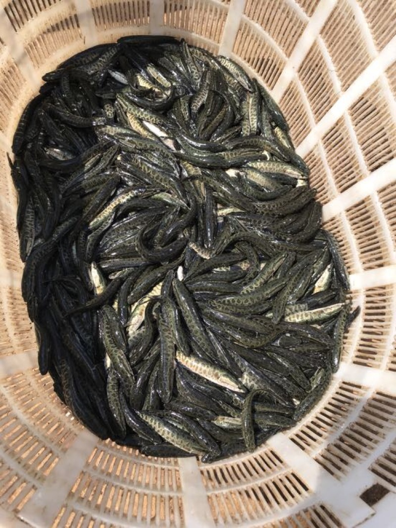 黑鱼苗人工养殖