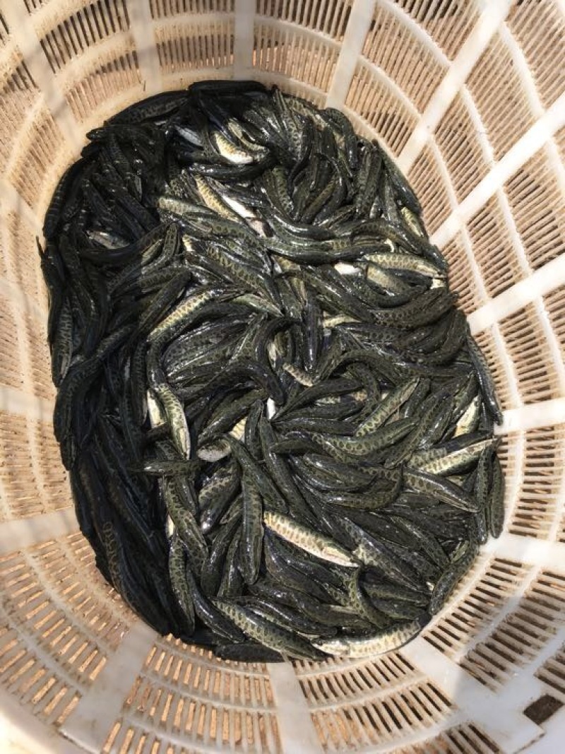 黑鱼苗人工养殖