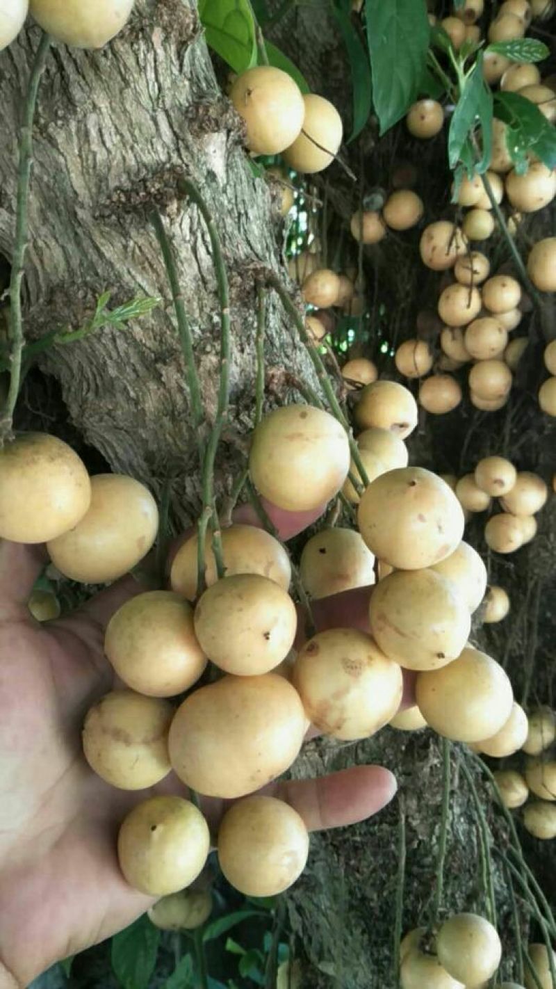 木奶果