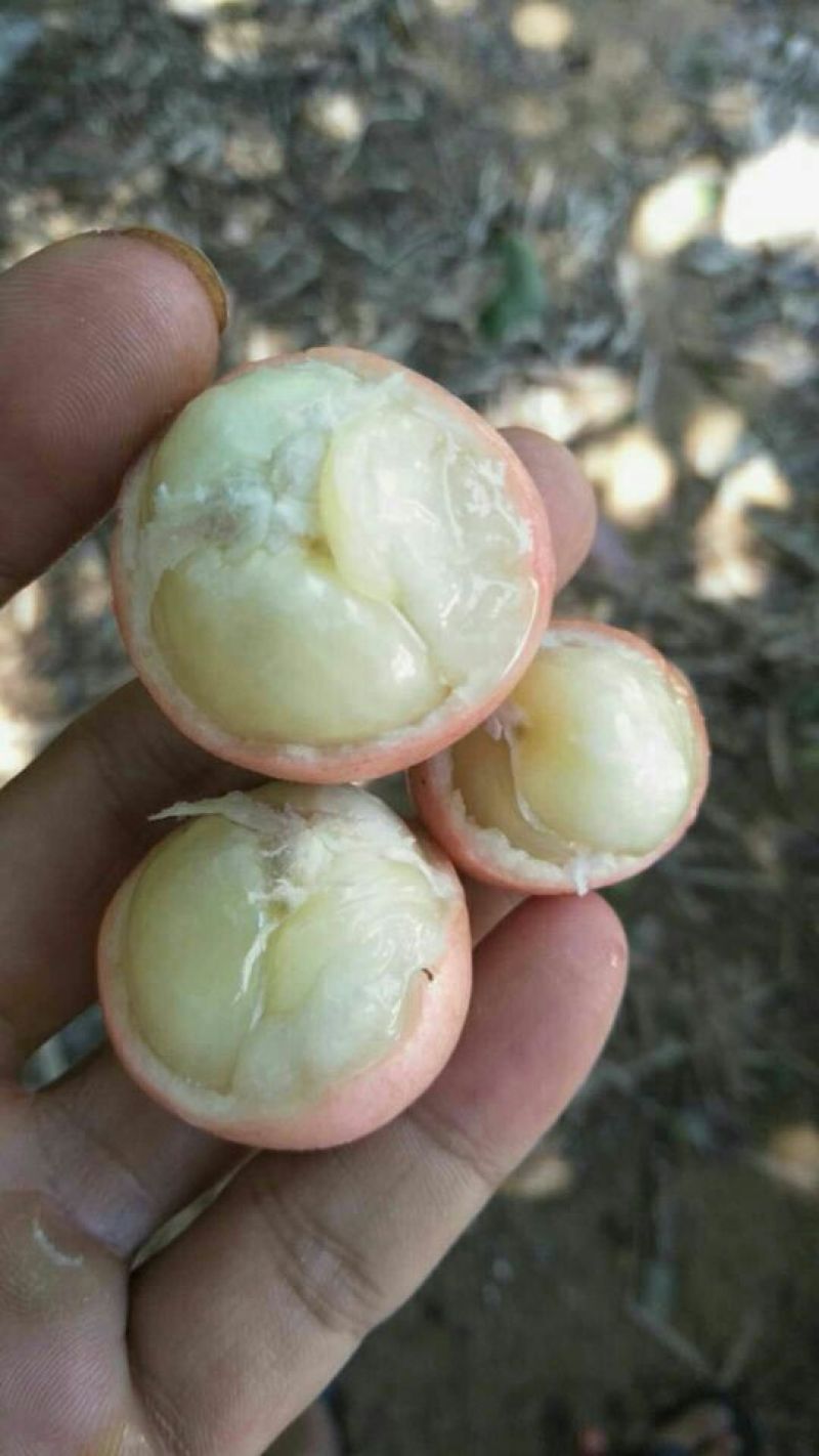 木奶果