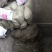 粉条