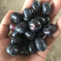 北陆蓝莓鲜果8~10mm以上
