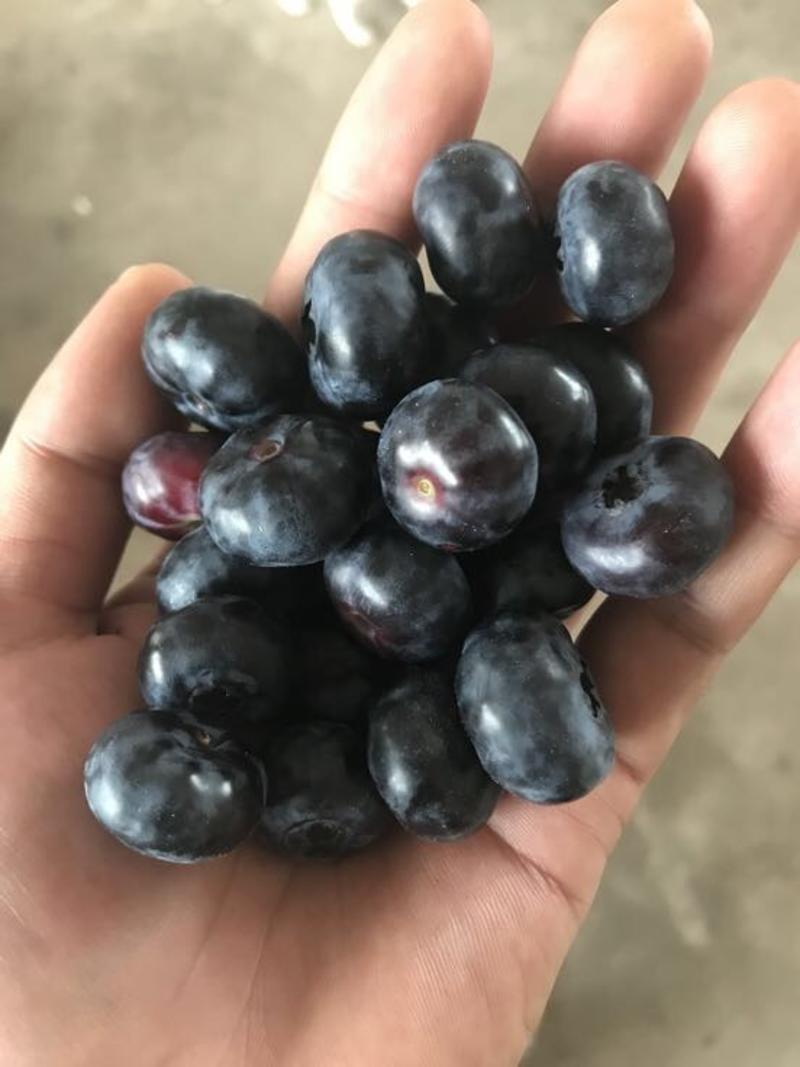 北陆蓝莓鲜果8~10mm以上