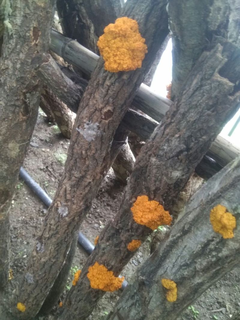 优质椴木金耳大量上市中，鲜货干货都大量供