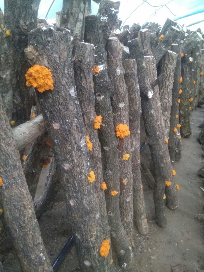 优质椴木金耳大量上市中，鲜货干货都大量供