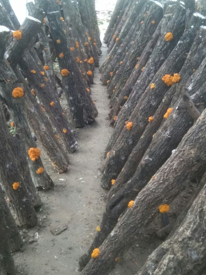 优质椴木金耳大量上市中，鲜货干货都大量供