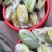 杨桃