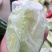 杨桃
