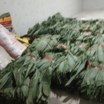 新鲜嫩宽粽叶