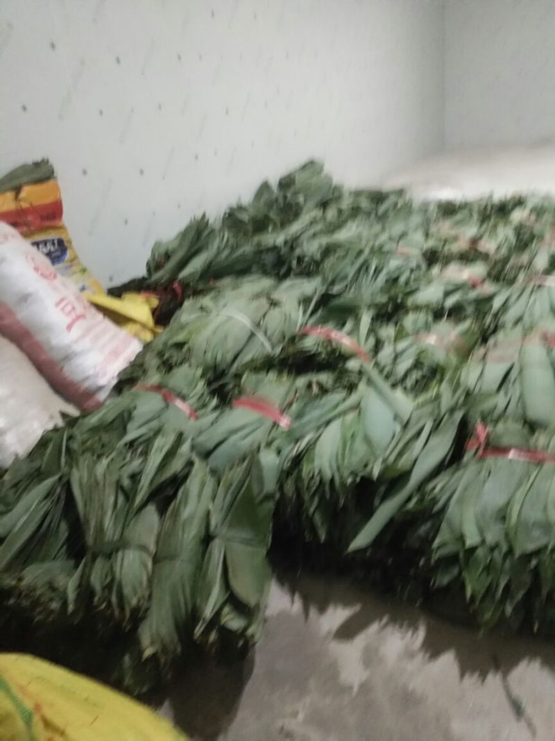 新鲜嫩宽粽叶