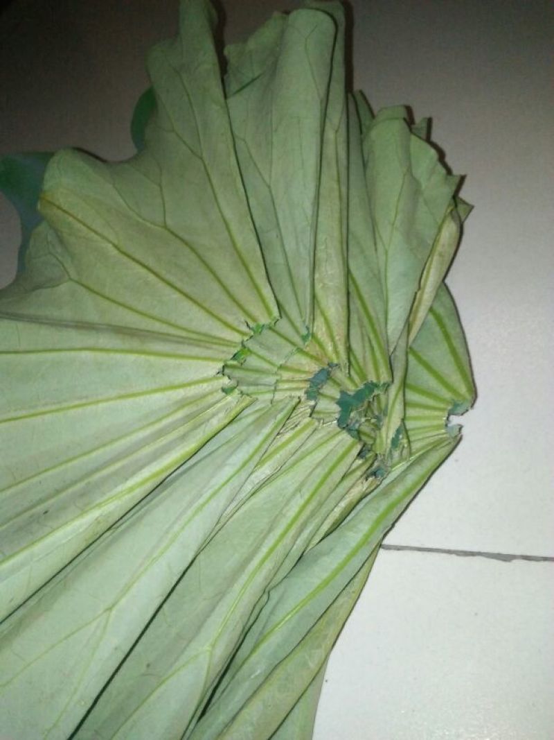 荷叶20cm以下选货