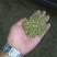 荷叶20cm以下选货