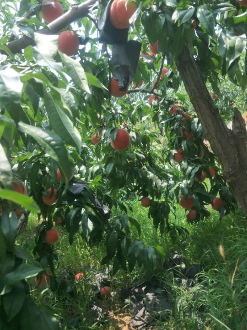八号红桃
