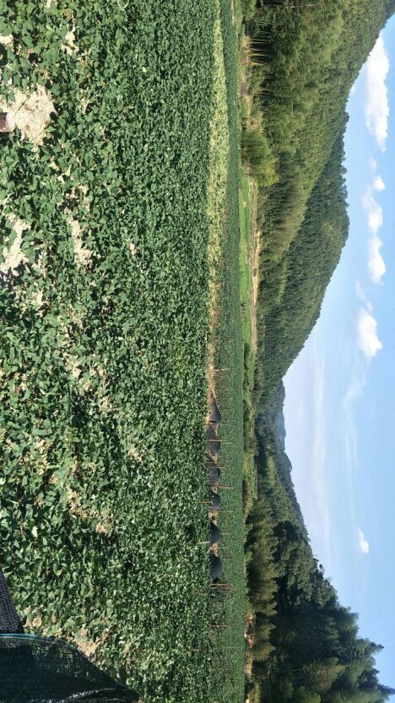 红薯粉丝纯手工制作，质量保证，品质很好，非常漂亮