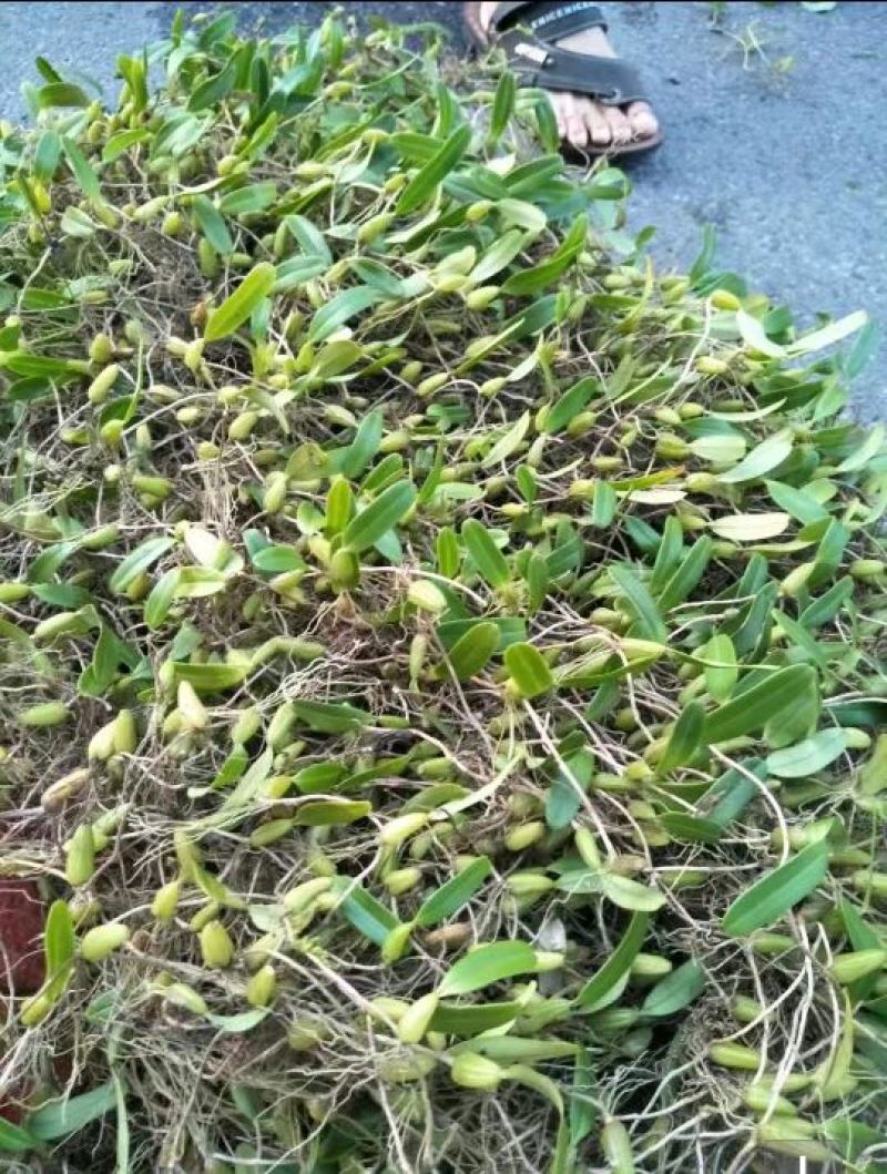 石橄榄