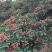 富平花椒基地
