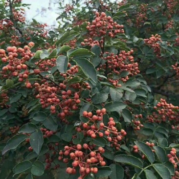 富平花椒基地