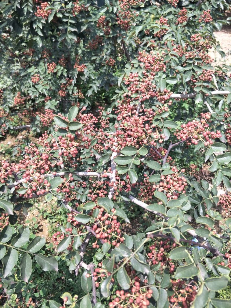 富平花椒基地