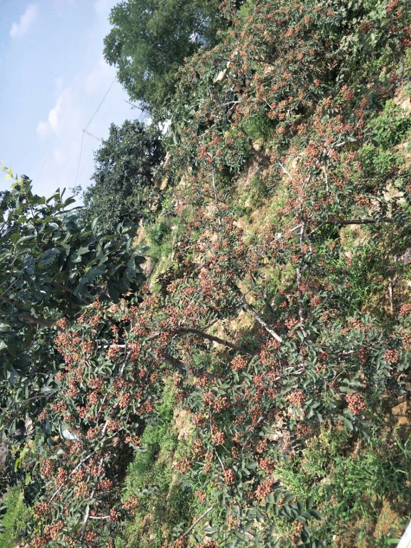 富平花椒基地