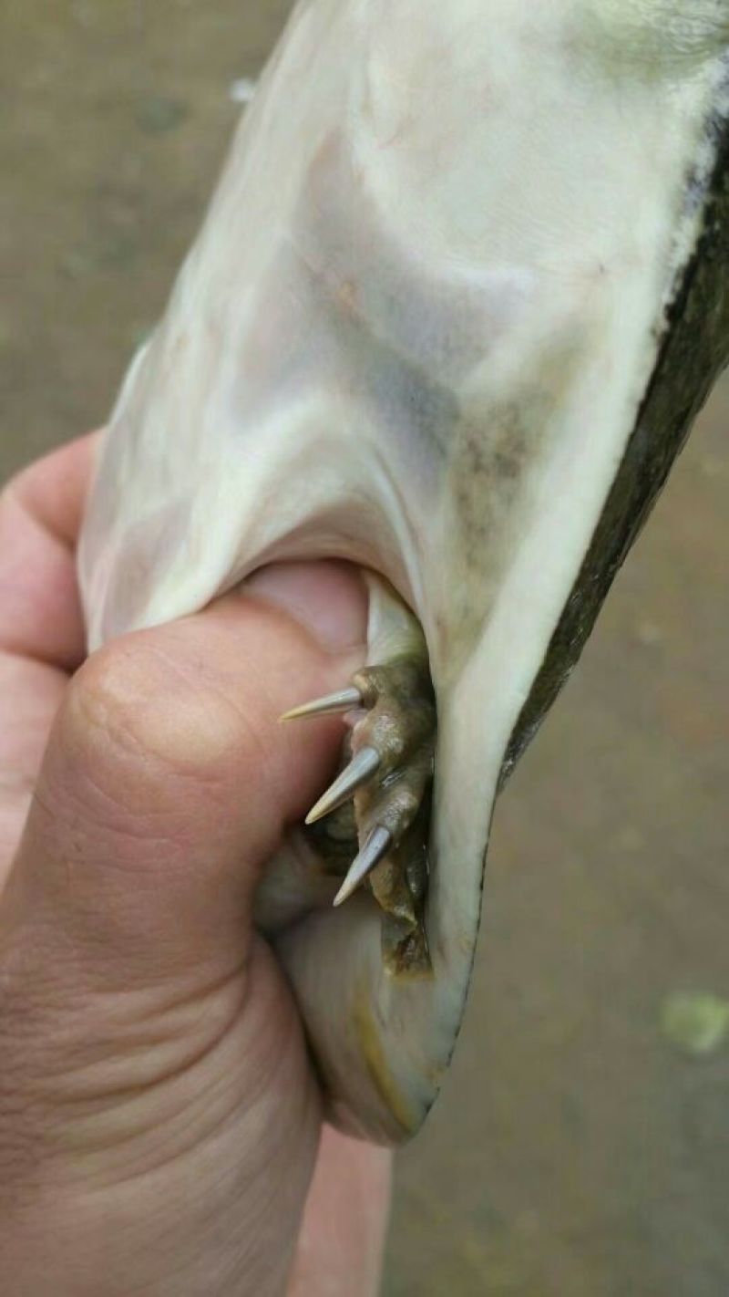 纯野生甲鱼