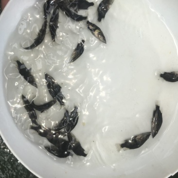 桂鱼苗优质鳜鱼苗桂鱼苗批发，桂花鱼苗