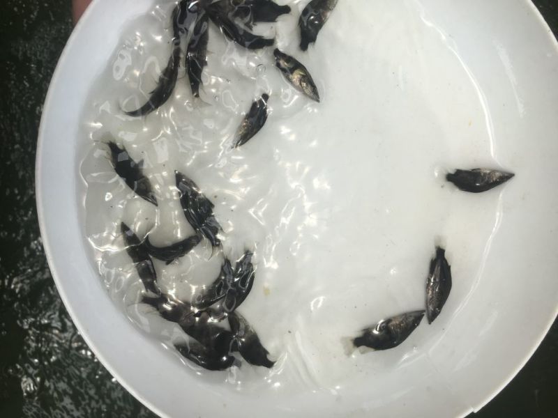 桂鱼苗优质鳜鱼苗桂鱼苗批发，桂花鱼苗