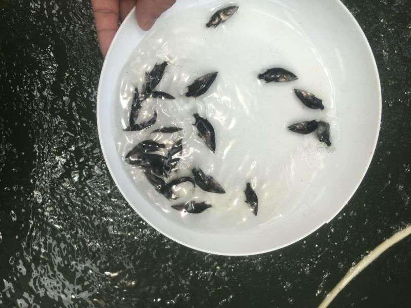 桂鱼苗优质鳜鱼苗桂鱼苗批发，桂花鱼苗