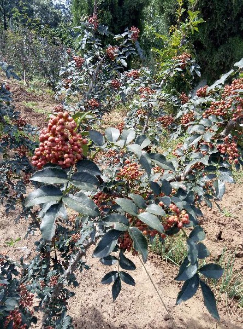 华州区大红袍鲜花椒无硫大量上市欢迎咨询视频看货量大从优