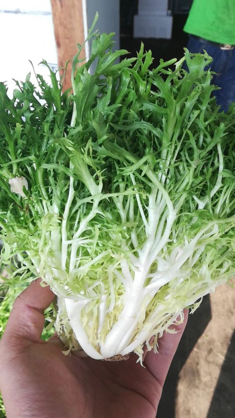 精品苦菊供应全国