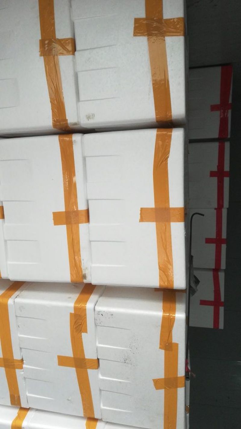 精品苦菊供应全国