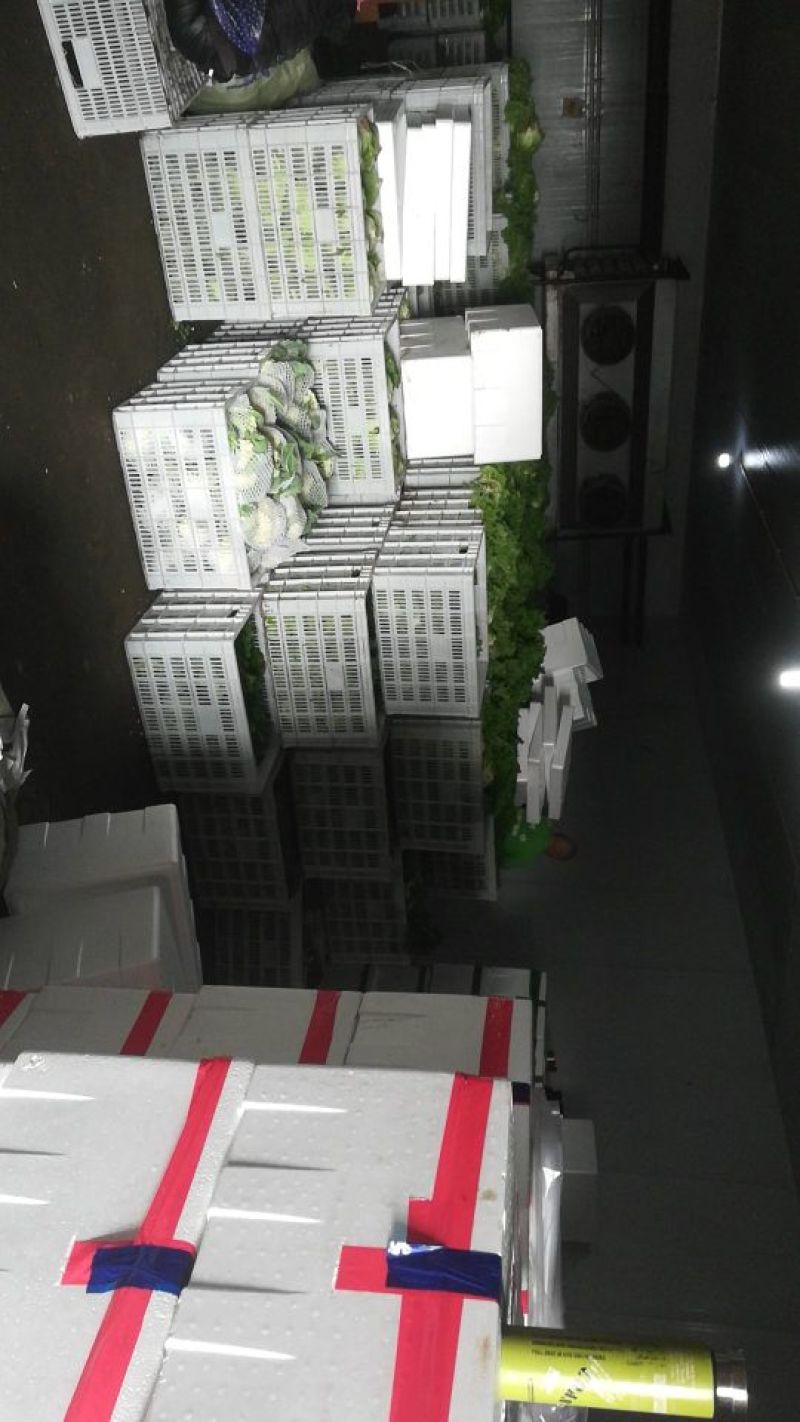 精品苦菊供应全国