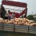 4斤以上全黄金韩秘本南瓜