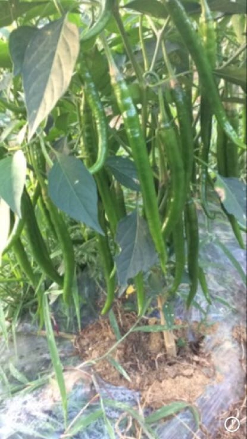青椒2cm以上