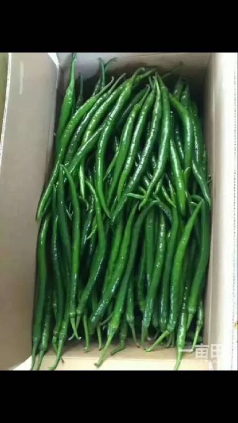 青椒2cm以上