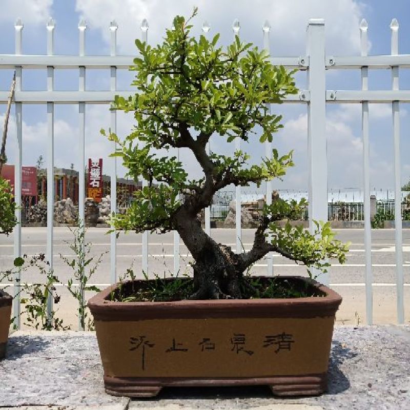 火棘盆景