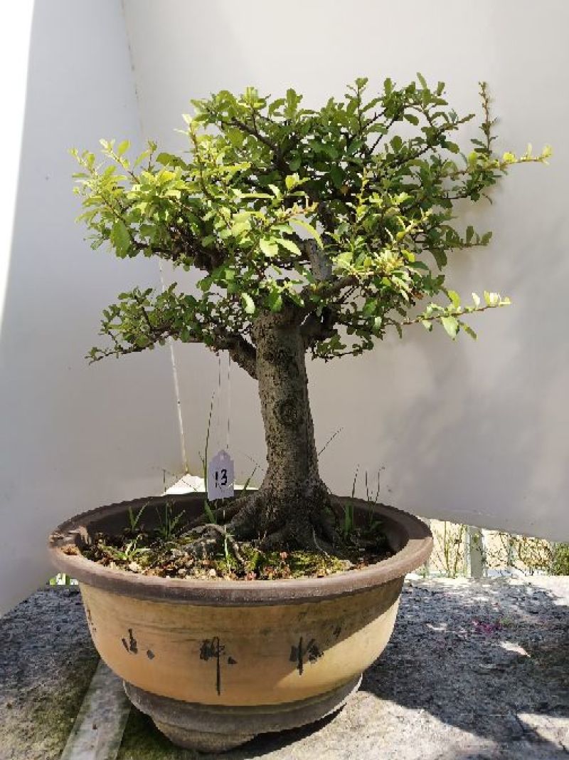 火棘盆景