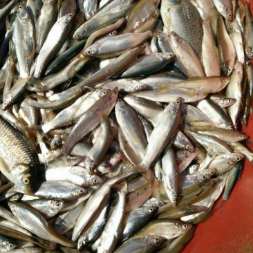 大量供应饲料鱼