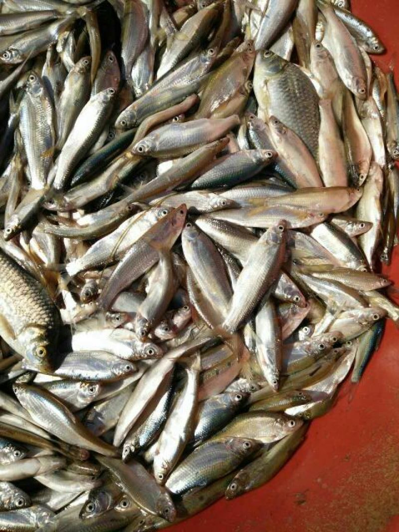 大量供应饲料鱼