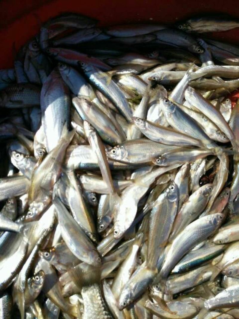 大量供应饲料鱼