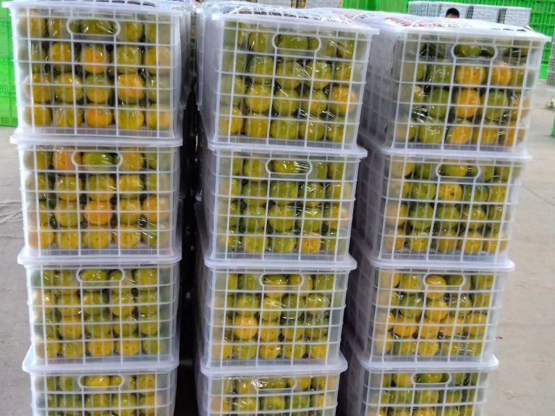 云南特早蜜橘就要大量上市了，欢迎各位老板前来采购