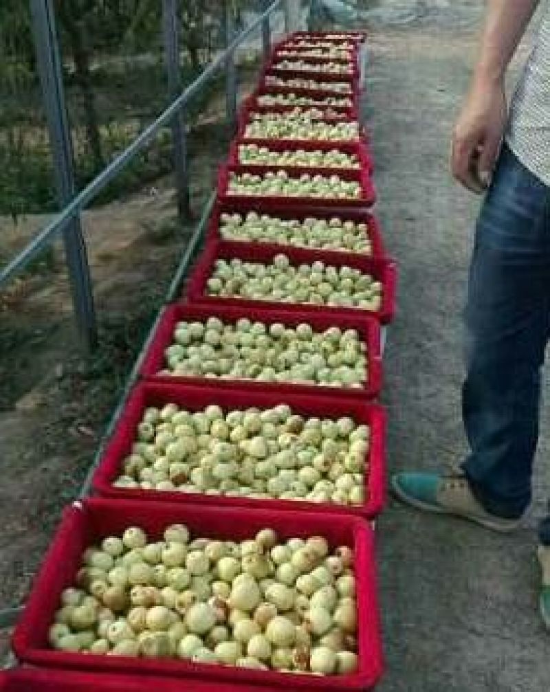 山东鲜枣冬枣产地直供专业批发代办规格齐全量大优惠
