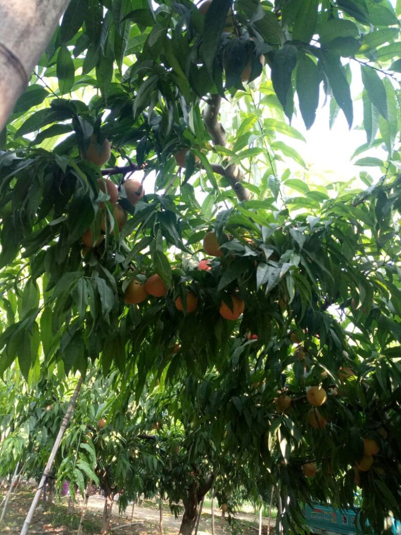 河北深州龙凤三毛桃