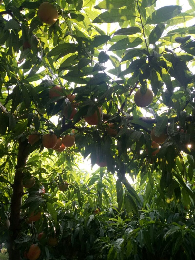 河北深州龙凤三毛桃