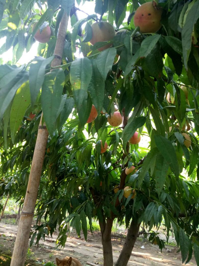 河北深州龙凤三毛桃